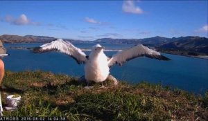 Moana, l’Albatros royal, prend son envol