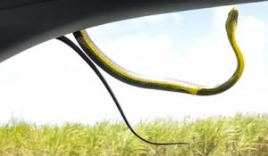 Un serpent se ballade sur les vitres de leur voiture pendant qu'ils roulent !