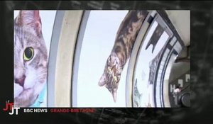 Le métro à Londres envahit par des photos... de chats ! Regardez