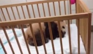 Le bébé panda de Pairi Daiza s'appelle Tian Bao !