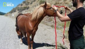 Les chevaux fugueurs