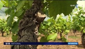 Patrimoine viticole  : la plus vieille entreprise de France