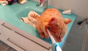 Savez-vous que les chats kiffent les brosses-à-dents électriques ?
