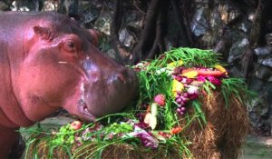 Un hippopotame de Bangkok fête ses 50 ans