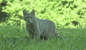 Le chat sauvage ou chat forestier, allié des agriculteurs