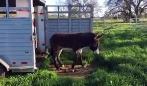 Ces jeunes ânes voient l'herbe verte pour la première fois... Réaction adorable