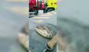 Un serpent de plus de 400 kilos retrouvé mort sur un chantier