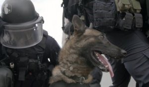 Graf, intervention squad dog of the GIGN (elite gendarmerie unit) -