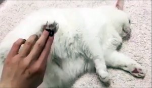 Pas toucher la patte du chat sinon il s'énerve HAHAHA