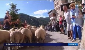 Alpes-Maritimes : la transhumance est une grande fête populaire à Roubion