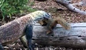 Ecureuil attrapé et mangé par un dragon de komodo au zoo de San Diego
