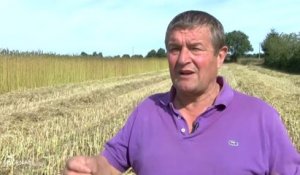 Agriculture : La culture du chanvre se développe (Vendée)
