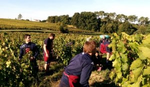 Vendanges 2016 UBB Côtes de Bourg 2/3