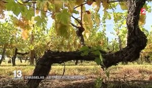 Vendanges : le Chasselas, trésor de Moissac