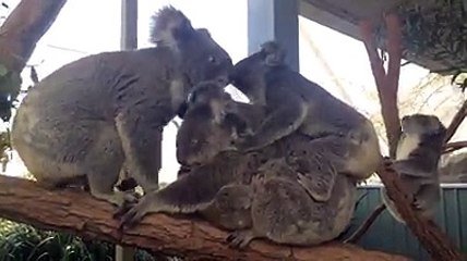 Mignon : Le moment où un koala fait un gros câlin à un cameraman