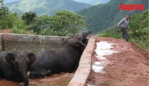 Chine: trois éléphants pris au piège dans un réservoir d'eau