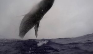 Un saut de baleine hors de l'eau filmé par un plongeur à 5m !