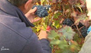 Agriculture : La fête des vendanges à Pissotte (Vendée)