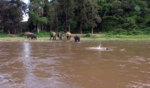 Cet éléphant réalise un sauvetage spectaculaire d'un homme en train de se noyer