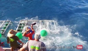 Un plongeur se retrouve coincé dans une cage avec un requin
