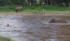 un éléphant sauve un homme de la noyade