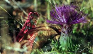 Les Espaces Naturels Sensibles de Meurthe-et-Moselle