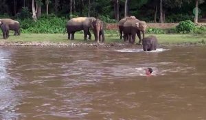 Un éléphant vient au secours d'un homme qui se noye