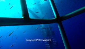 Encore un autre grand requin blanc coincé dans une cage avec des plongeurs