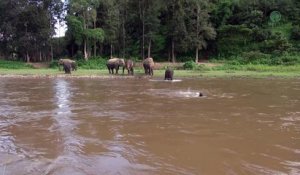 Un éléphant vient en aide à un homme en "détresse" dans un fleuve
