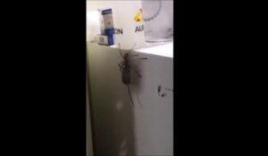 Cette araignée traîne le cadavre d'une souris le long d'un frigo !