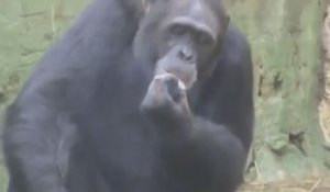 Un chimpanzé filmé entrain de fumer !