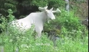 Un renne complètement blanc et albinos filmé au Canada!