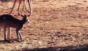 Combat de Kickboxing entre deux Kangourous debouts sur leurs pattes en Australie