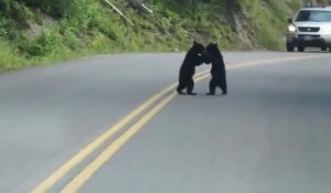 Quand tu tombes sur 2 bébés ours qui jouent au milieu de la route