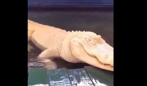 Un alligator blanc : un des animaux les plus rares du monde