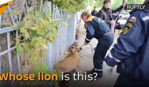 En Russie, un lionceau errant se balade dans les rues