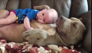 Cet énorme chien laisse ce bébé faire la sieste sur son ventre