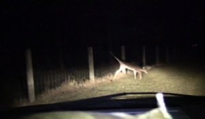 Un chasseur sauve une biche coincée dans un grillage!