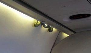 Un serpent s'invite dans un avion au Mexique
