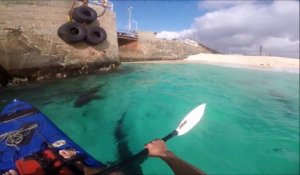 Faire du canoe Kayak avec des requins !! Hop le coup de pagaie