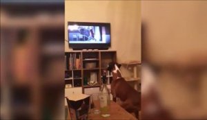 Ce chien saute devant un chien qui saute à la télé LOL