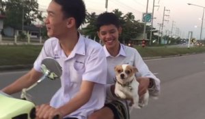 Une balade en scooter terrifiante pour ce petit chihuahua