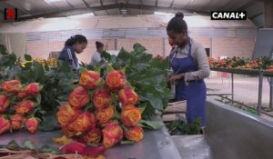 Éthiopie - Kenya : la guerre des roses continue