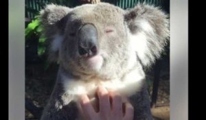 Ce koala savoure les papouilles, et c'est trop mignon !