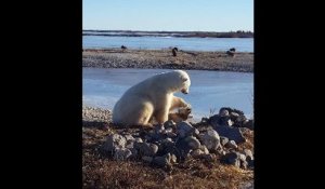 Un ours polaire caresse un chien