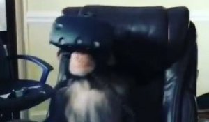 Ce chimpanzé joue à un jeu en réalité virtuelle!