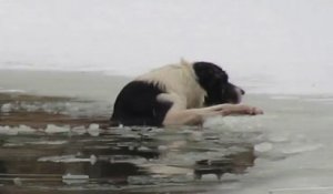 Un homme sauve un chien tombé dans un étang gelé