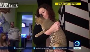 Un représentant de la race de chat la plus rare au monde accueilli comme une star