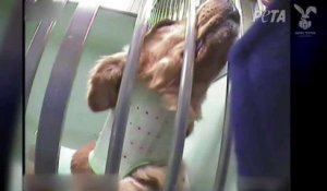 Des chiens en grande souffrance dans un laboratoire financé par le Téléthon
