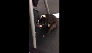 Ce chien se touche en plein milieu d'un bureau ... C'est comme ça que tu bosses?!